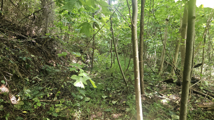 Lester Jarnigan Tract 4
