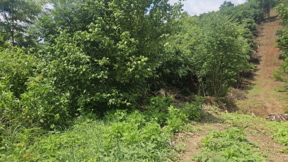 Lester Jarnigan Tract 5