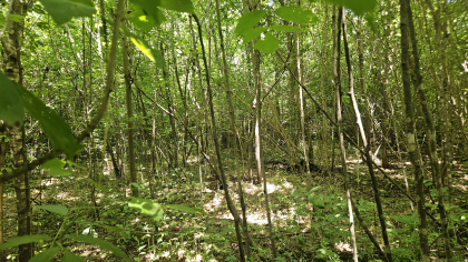 Lester Jarnigan Tract 8