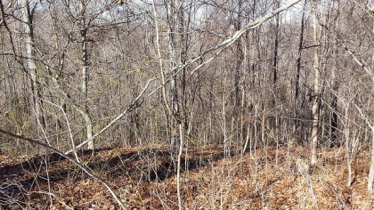 Chestnut Way Tract 8