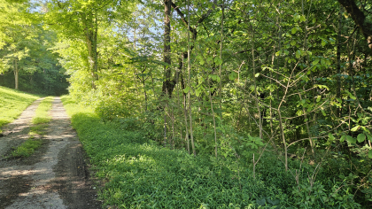 Lester Jarnigan Tract 10