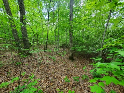 Paint Rock Creek Tract 45