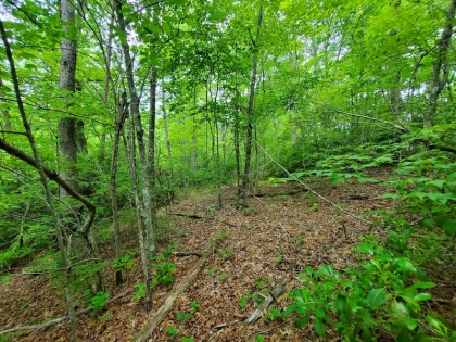 Paint Rock Creek Tract 45
