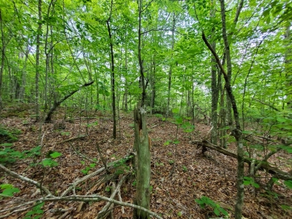 Paint Rock Creek Tract 45