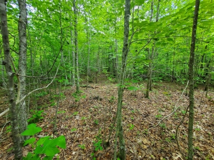 Paint Rock Creek Tract 45