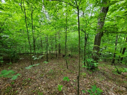 Paint Rock Creek Tract 45
