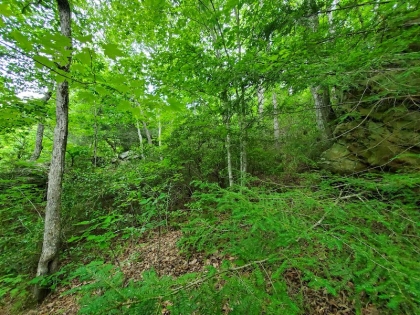 Paint Rock Creek Tract 45
