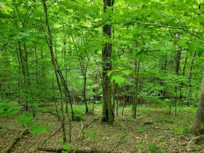 Paint Rock Creek Tract 45