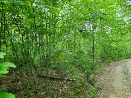 Paint Rock Creek Tract 45