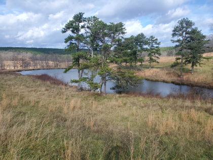 James Shannon Farms TR3