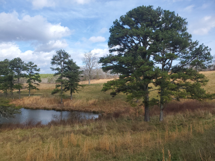 James Shannon Farms TR3