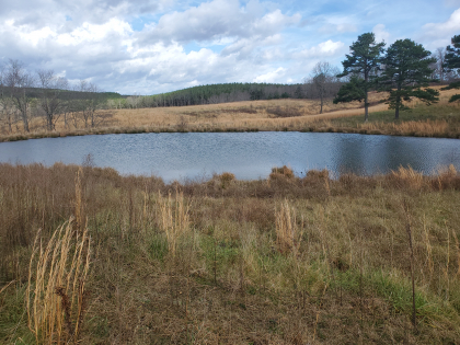 James Shannon Farms TR3