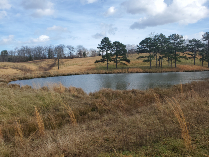 James Shannon Farms TR3