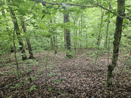 Nopone Valley Road Tract 11