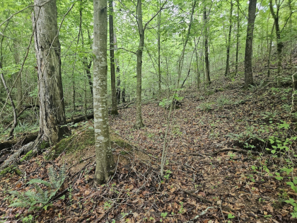Nopone Valley Road Tract 11