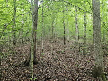Nopone Valley Road Tract 11