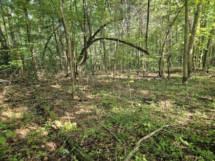 Lindsey Howard Rd Tract 09