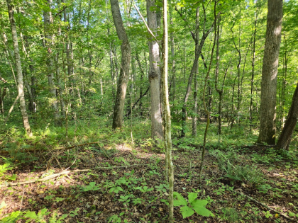 Lindsey Howard Rd Tract 09