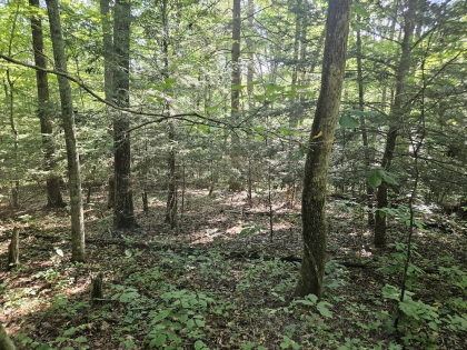 Lindsey Howard Rd Tract 09