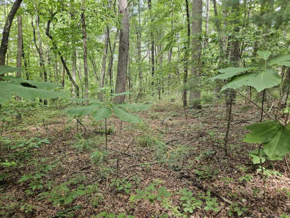 Lindsey Howard Rd Tract 08