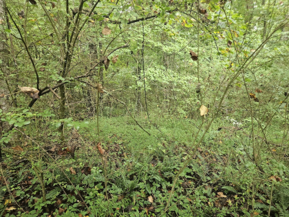 Lindsey Howard Rd Tract 10