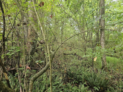 Lindsey Howard Rd Tract 10