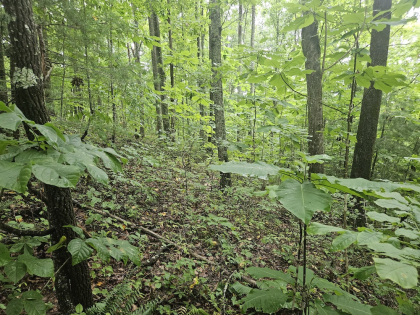 Lindsey Howard Rd Tract 08