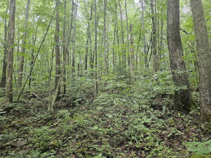 Lindsey Howard Rd Tract 08
