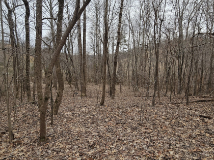 Low Gap Road Tract 1
