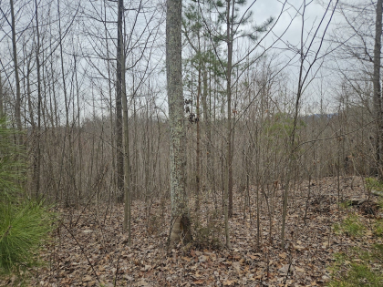 Low Gap Road Tract 2