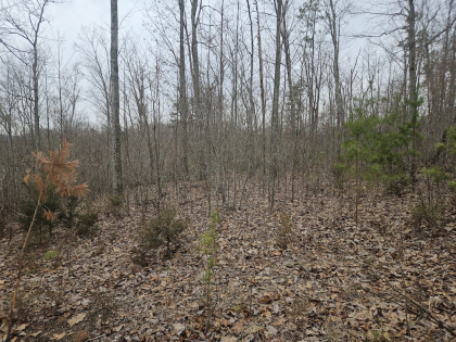Low Gap Road Tract 2
