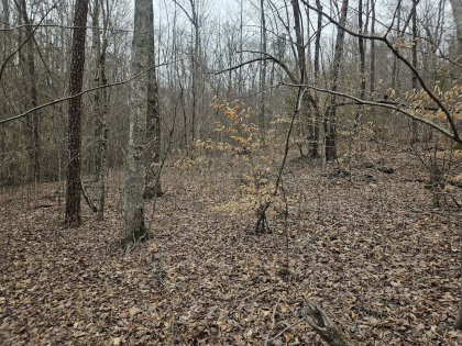 Low Gap Road Tract 2