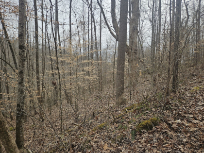 Low Gap Road Tract 5