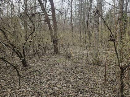 Low Gap Road Tract 5