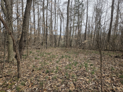 Low Gap Road Tract 4