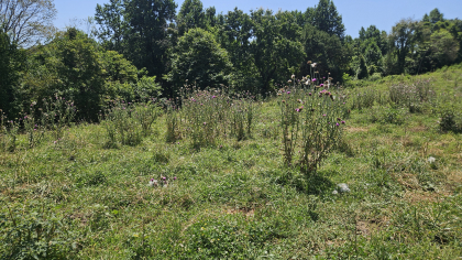 Rebel Farms 2 Tract 12