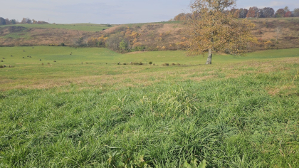 Oak Hill Farms Tract 21