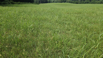 Lester Jarnigan Tract 3