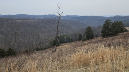 Oak Hill Farms Tract 24