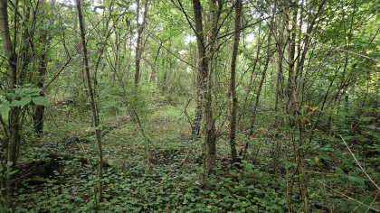 Lester Jarnigan Tract 9