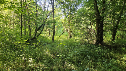 Lester Jarnigan Tract 10