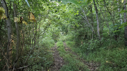 Lester Jarnigan Tract 9