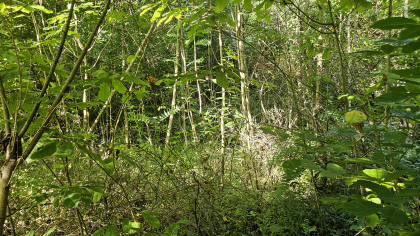 Lester Jarnigan Tract 10