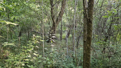 Lester Jarnigan Tract 9
