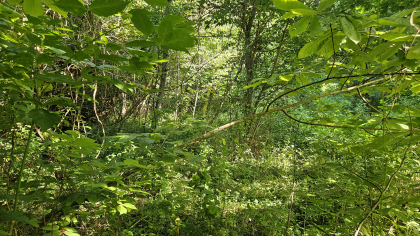 Lester Jarnigan Tract 10