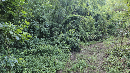 Lester Jarnigan Tract 9