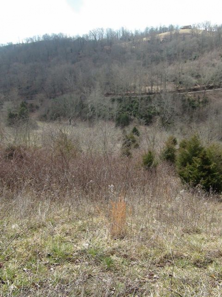Bailey Hollow Tract 24