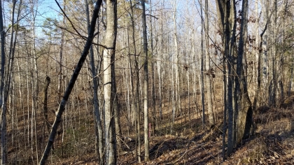 Wildcat Ridge - Phase 4 - Tract 5