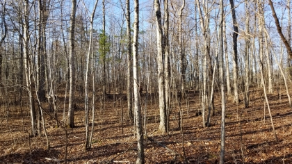 Wildcat Ridge - Phase 4 - Tract 5