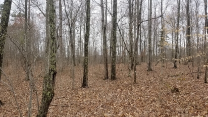 Wildcat Ridge - Phase 4 - Tract 5